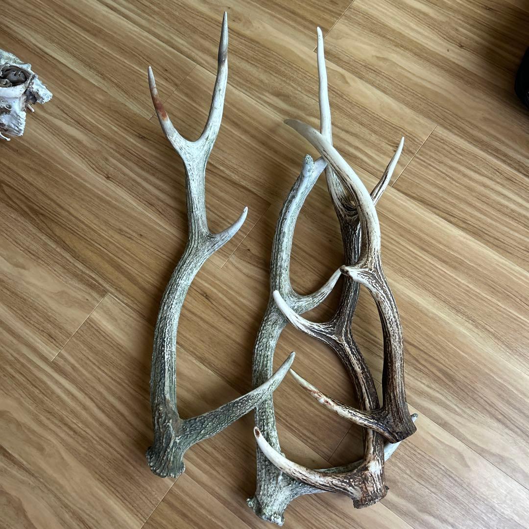 鹿の角 大きめ 4本セット自然乾燥済み