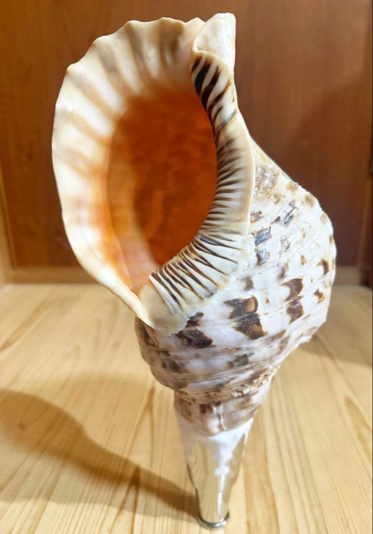 修験道法螺貝　山伏　密教　熊よけ　魔除け❣️ホラガイ　ほら貝