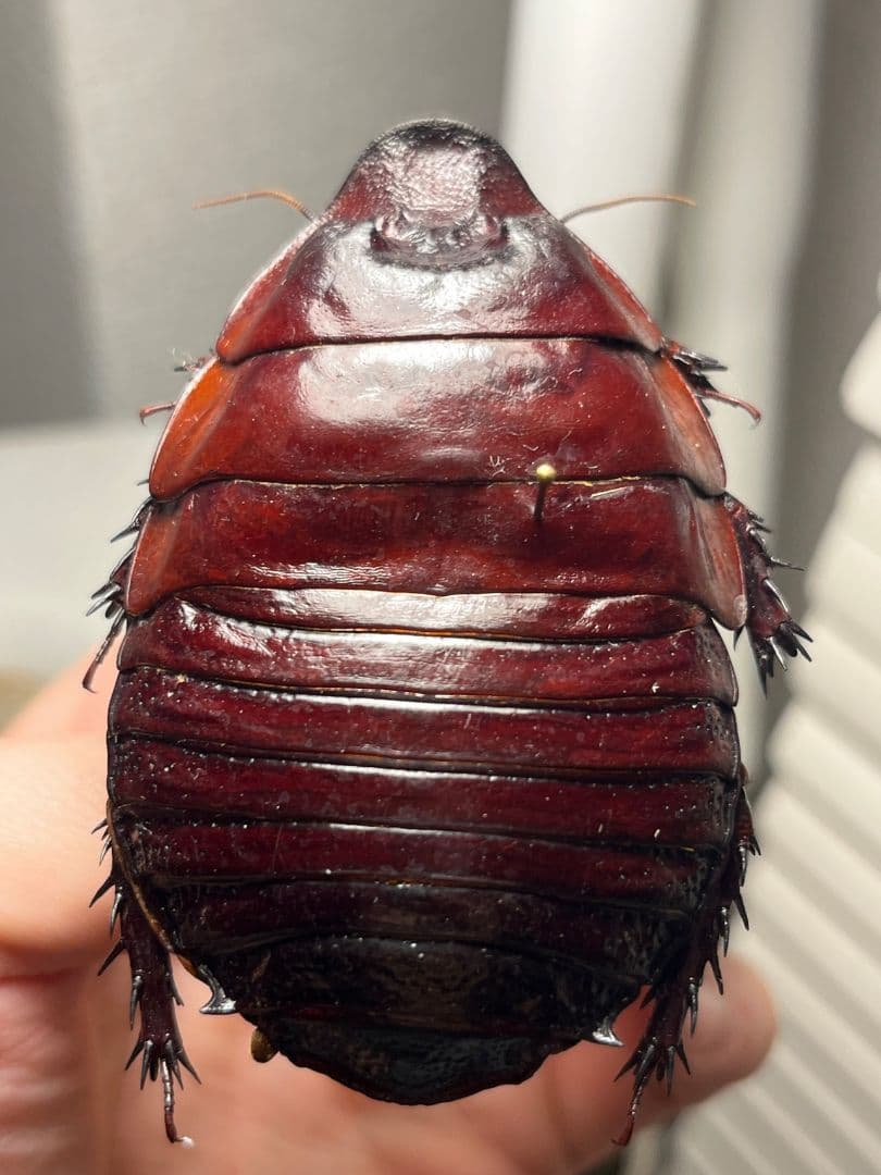 【71mm】ヨロイモグラゴキブリ Macropanesthia昆虫標本