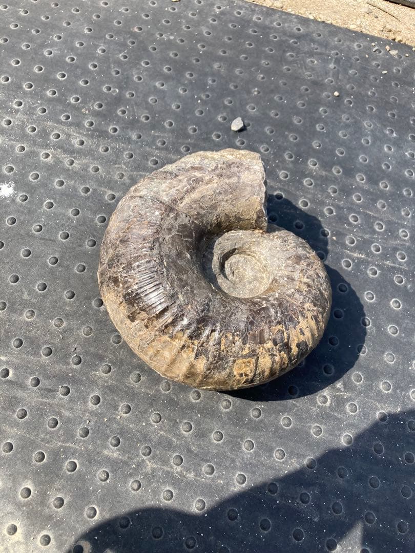 6.5kg 三笠のアンモナイト　パキ　大きい　化石