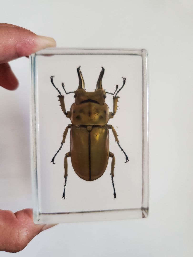 オウゴンオニクワガタ　樹脂標本