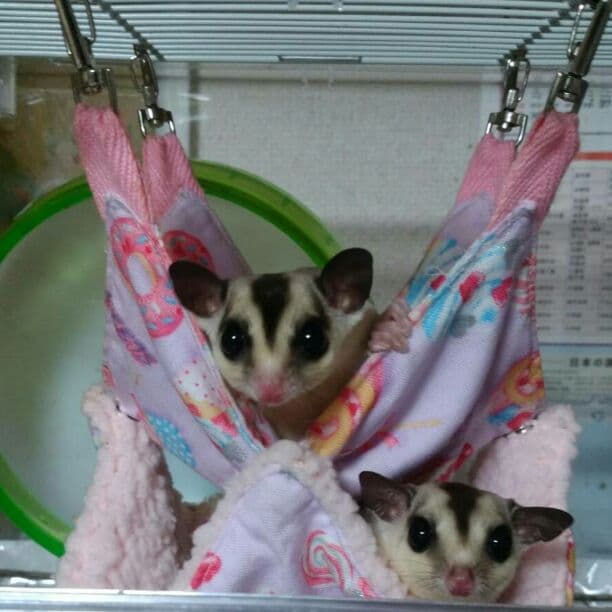 モモンガハウス(パンダ柄マカロン・グリーン)ボアベージュ  2000円