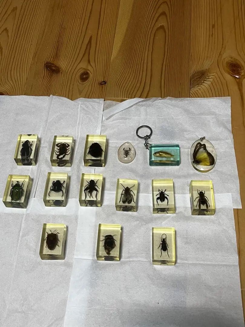 昆虫標本とおまけの魚の標本キーホルダー