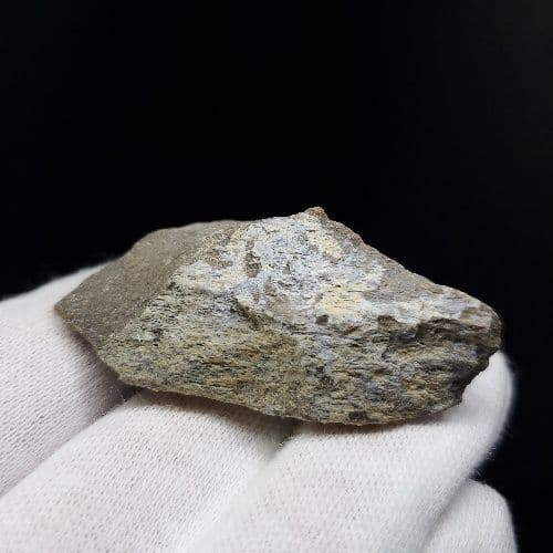 希少 ティラノサウルス 化石 骨 本物 アメリカ産 46.79mm tb105