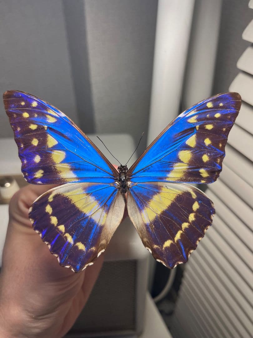 キプリスモルフォ レテノールモルフォ蝶 蛾ピカソモスモルフォチョウMorpho