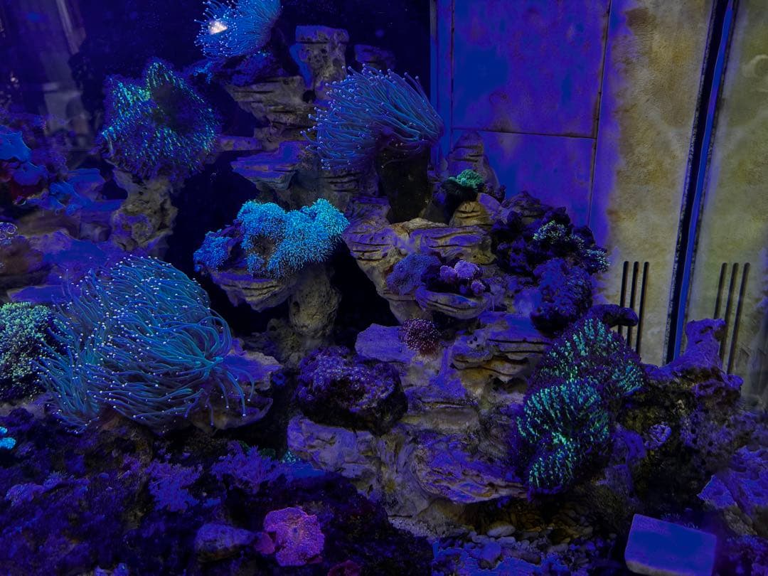 海水魚水槽90セット・スキマー・ポンプ付き