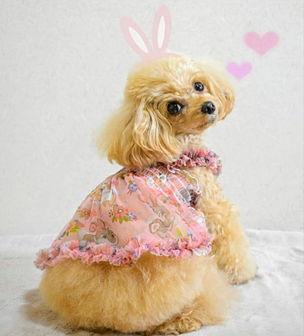 B　XS4点セット+クッション　サーカスサーカスCIRCUSCIRCUS