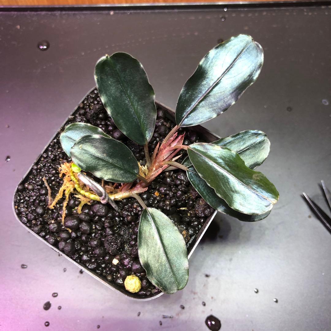 ブセファランドラ sp. Purple 水上葉