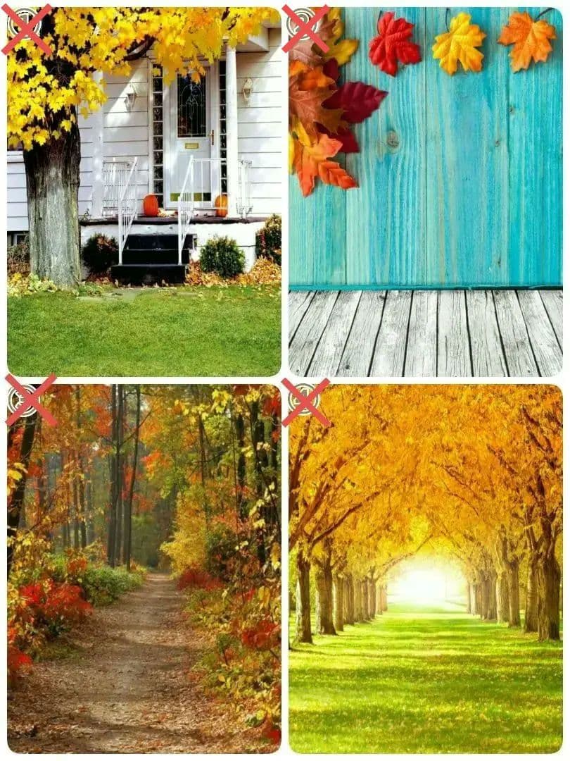 背景布　【　秋A　】　サンプル