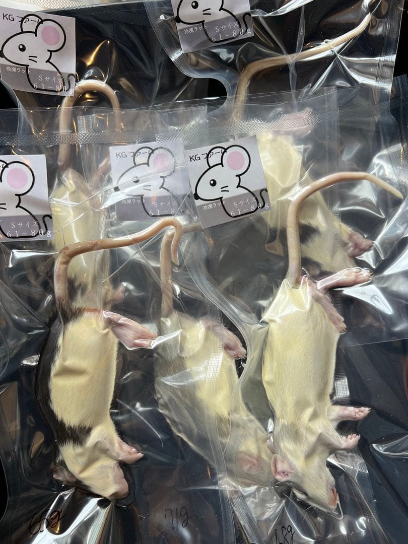 ☆冷凍ラット☆ぐりん様ご予約品