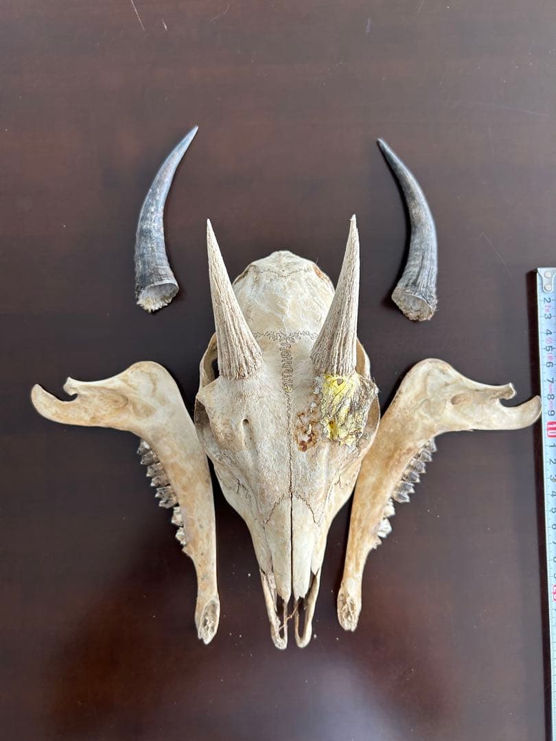 シカ　スカル　頭蓋骨　標本　カモシカ