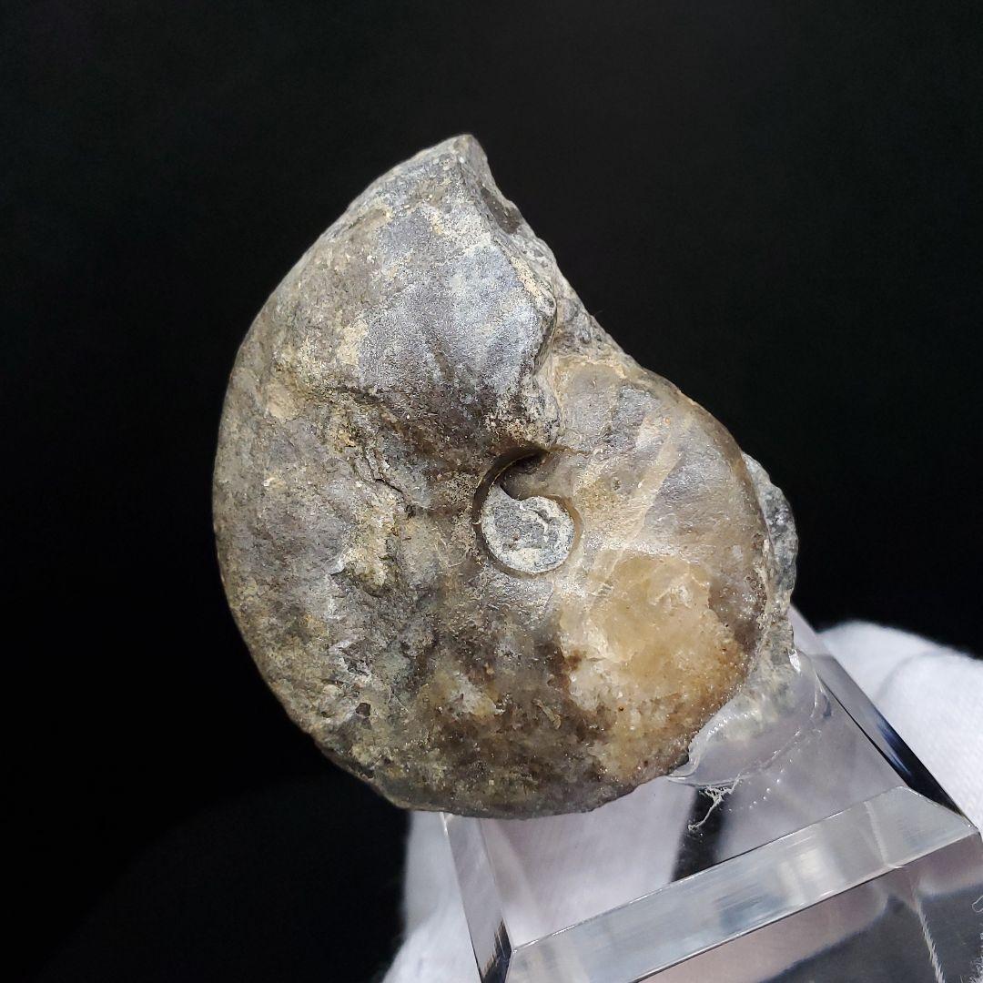 アンモナイト 三畳紀  本物 ノルウェー産 41.52mm 土台付き fan7