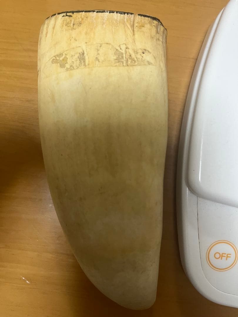 希少　マッコウクジラ　歯　372g