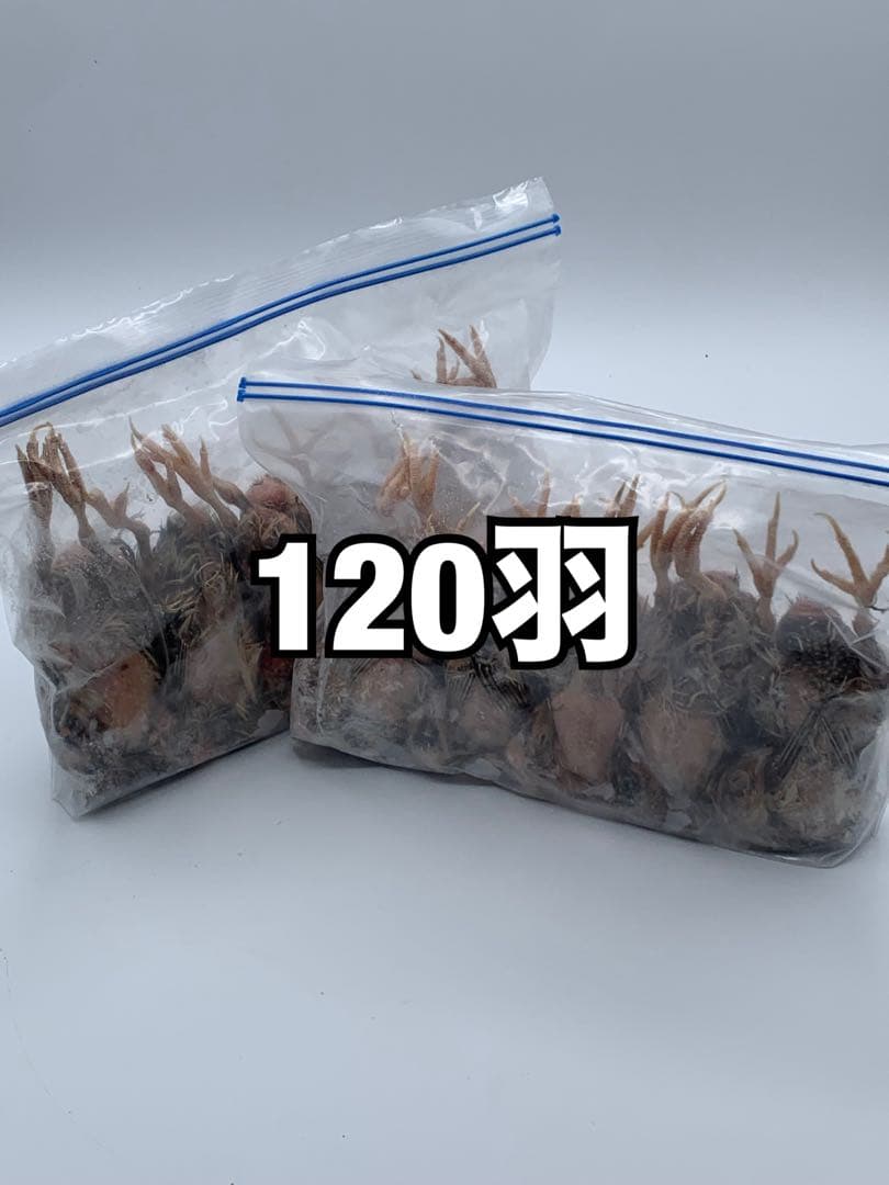 冷凍うずら（120羽）【送料込】