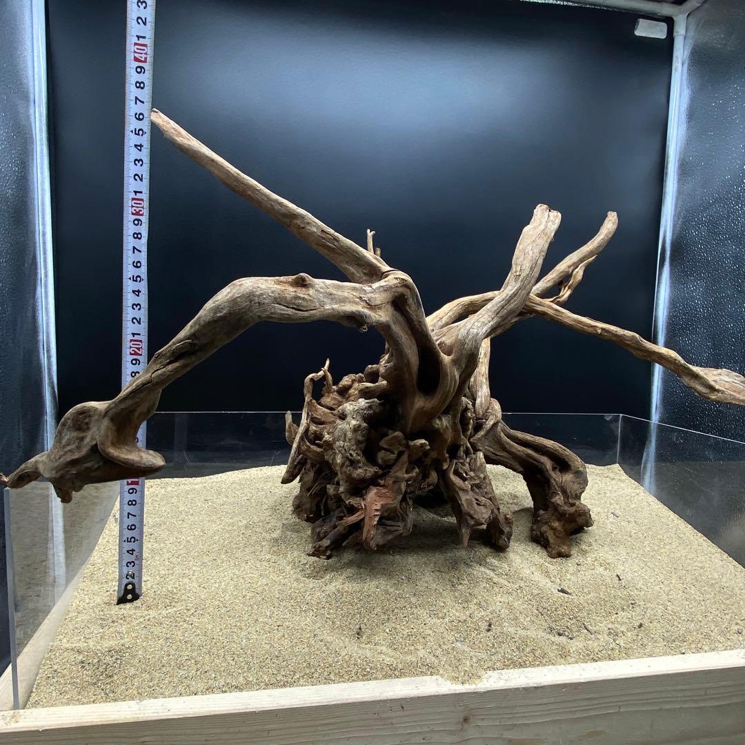 MSRW-6625 特大天然流木1点物　スリムウッド　アクアリウム