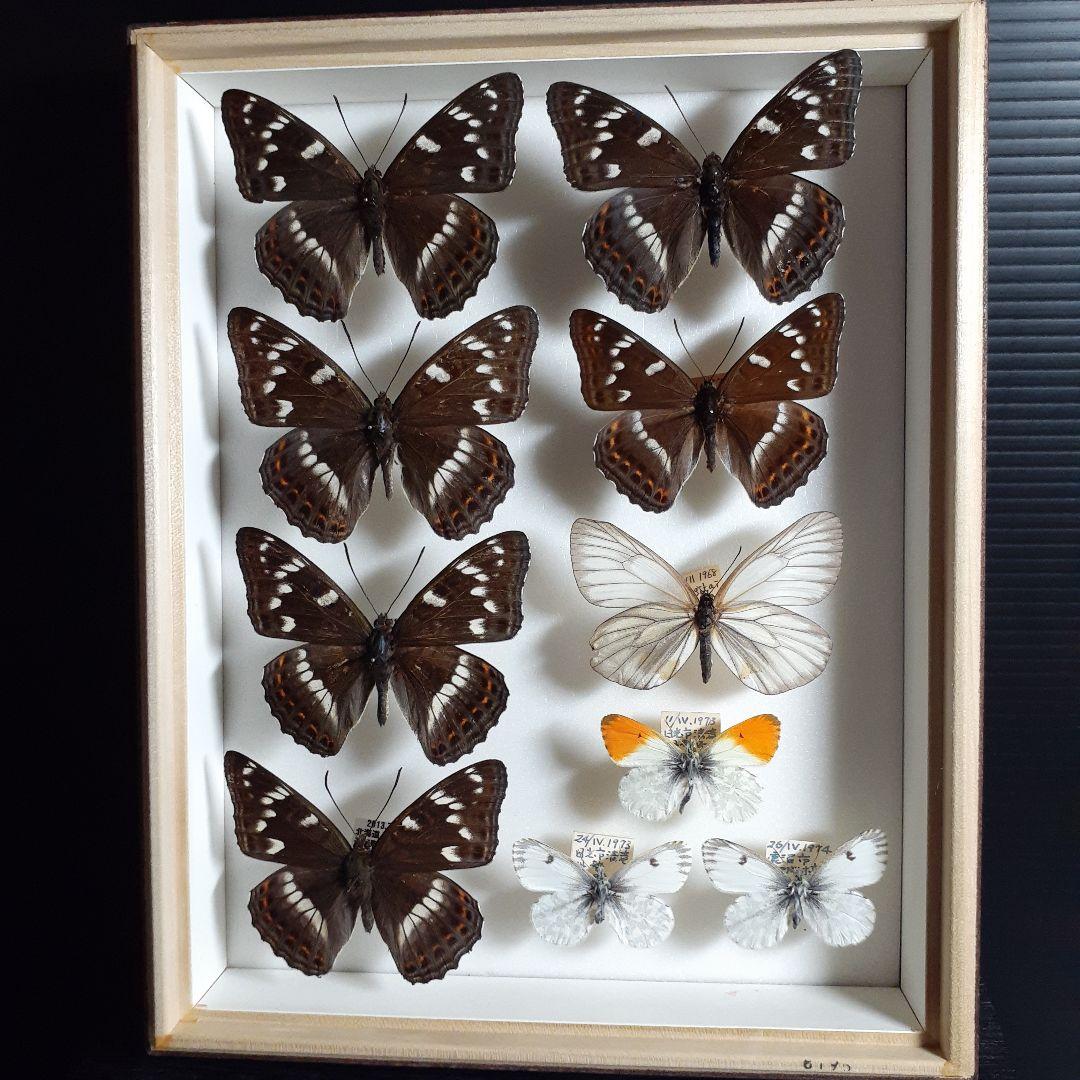 蝶標本　オオイチモンジ、クモマツマキチョウ、ミヤマシロチョウ(♀)標本箱入り