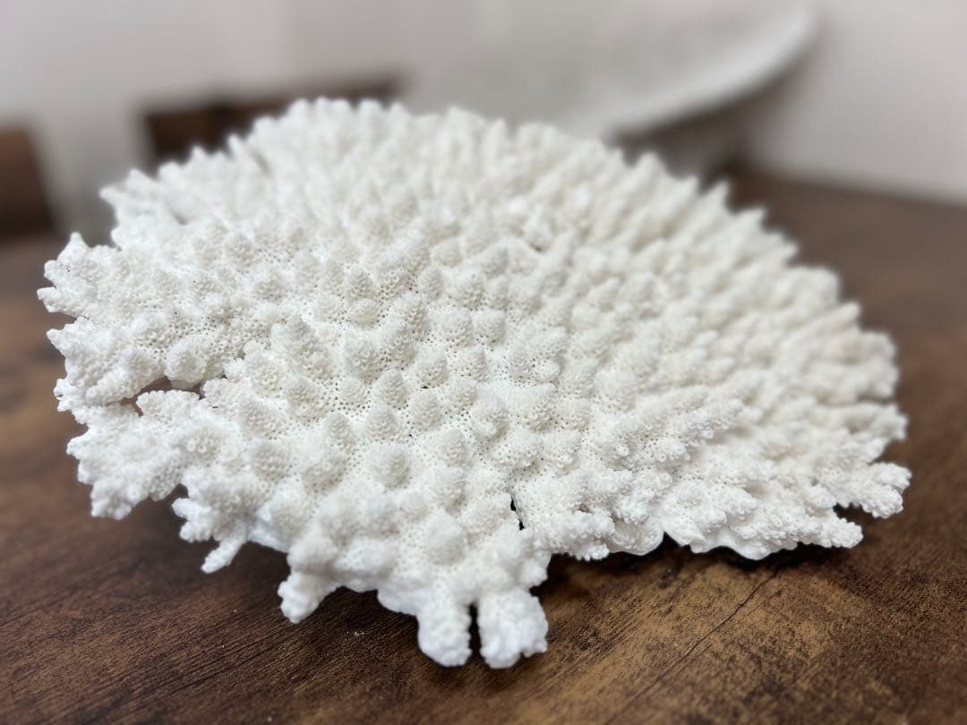 レア！ サンゴ 本物 珊瑚