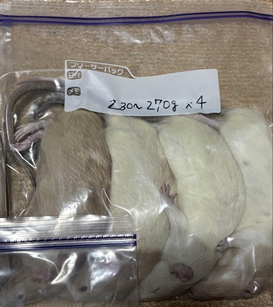 ラット　冷凍　75匹　70〜270gミックス