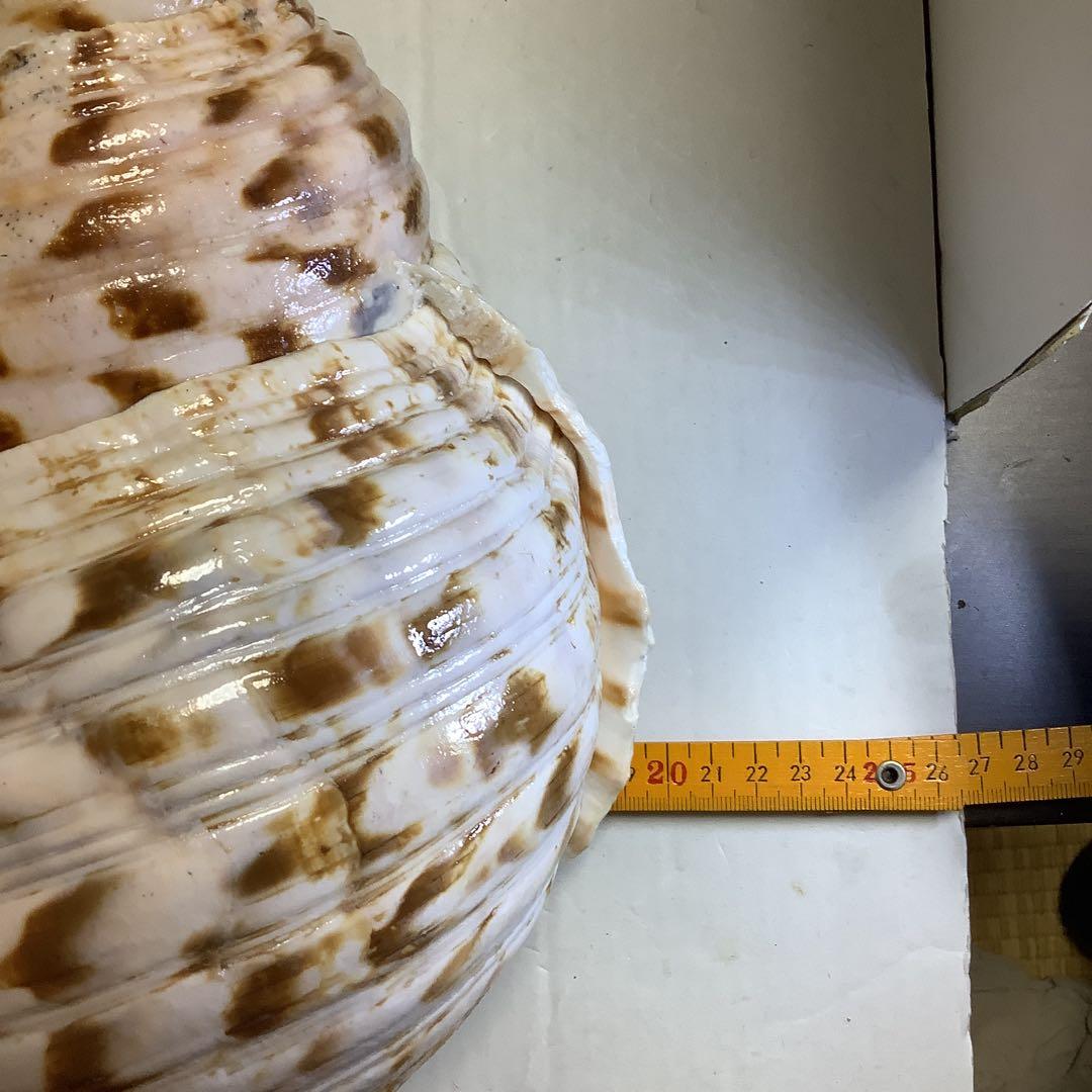 ヤフメリ31・法螺貝・山伏・修験者・金峯山・羽黒山・戦国武将・縁起物・安全登山