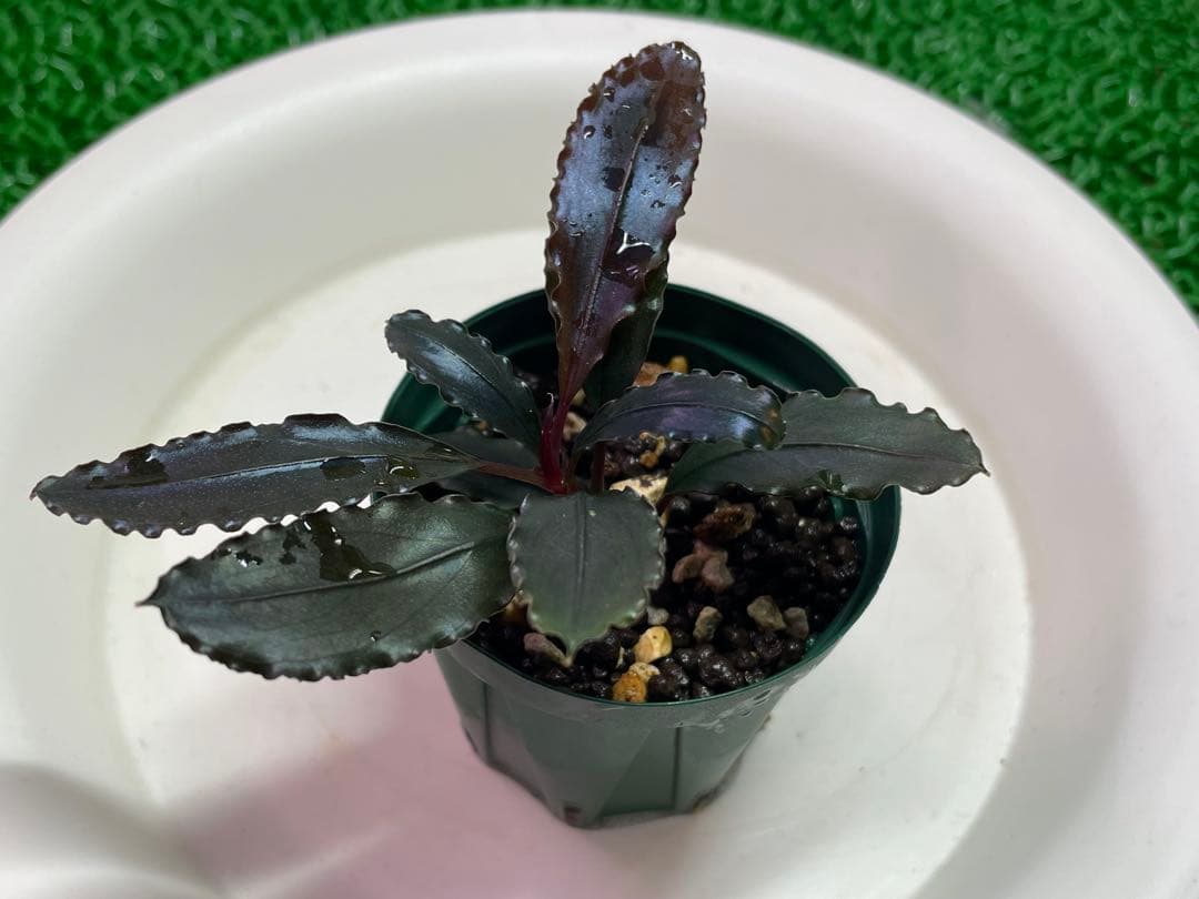 水草 Bucephalandra sp. \