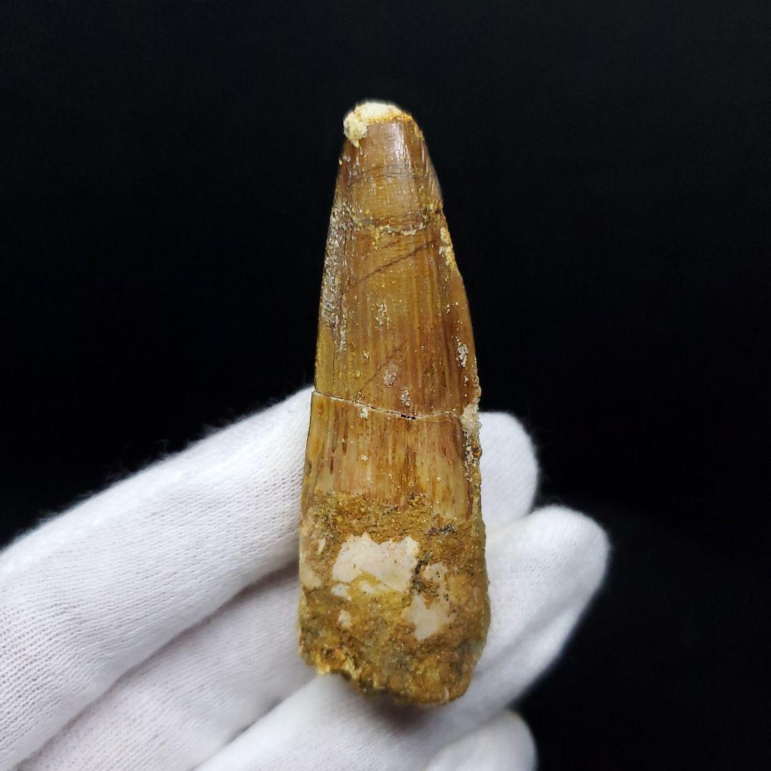 スピノサウルス 本物 モロッコ産 59.64mm ケース付き sp405