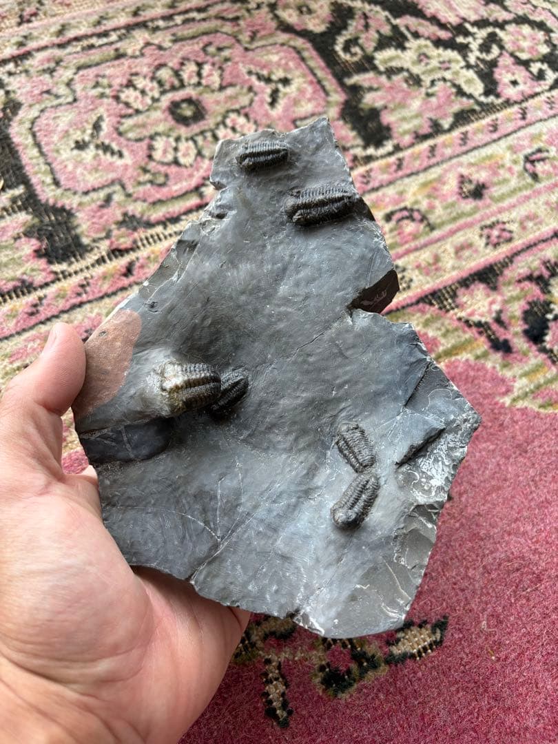 三葉虫　jorf 産　化石 標本 石
