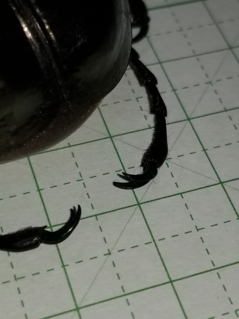 標本　タイリクコーカサス　大型121㎜UP