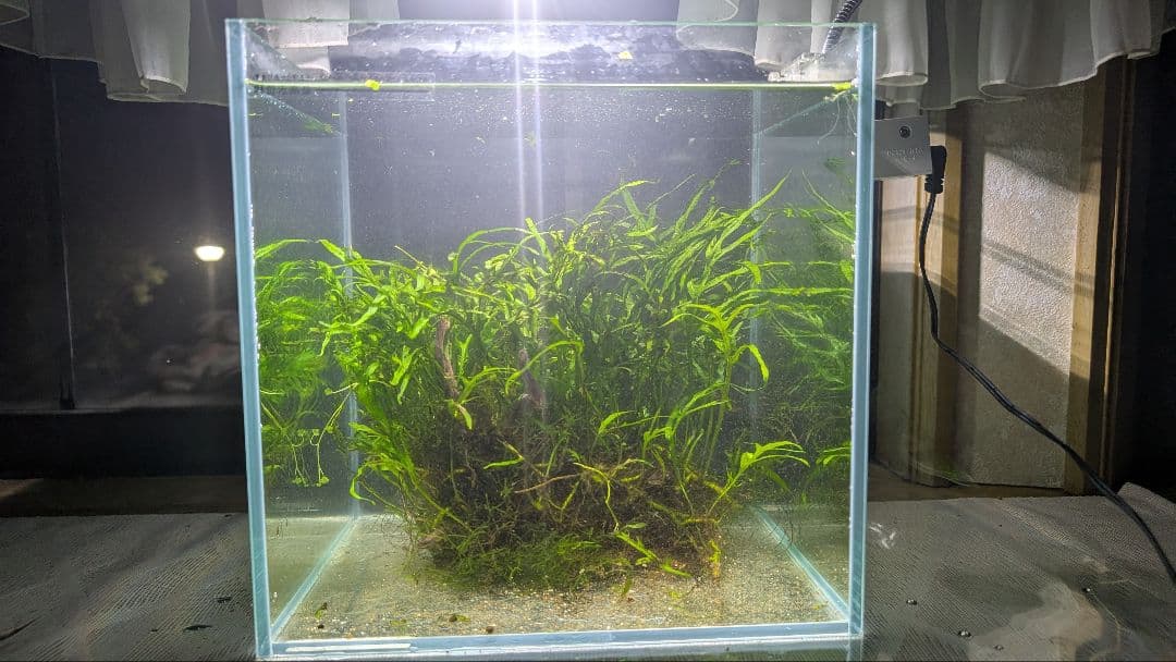 希少ミクロソリウムsp.サラワクカピットウエスト5株100葉以上大株自然活着流木