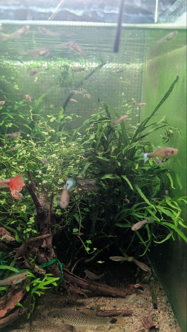 希少ミクロソリウムsp.サラワクカピットウエスト5株100葉以上大株自然活着流木