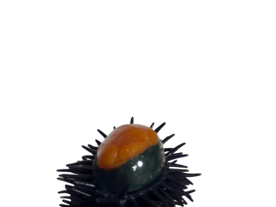 ダグ付き‼️ブルーム　オールドブルーム　BLOOM ウニ　軍艦