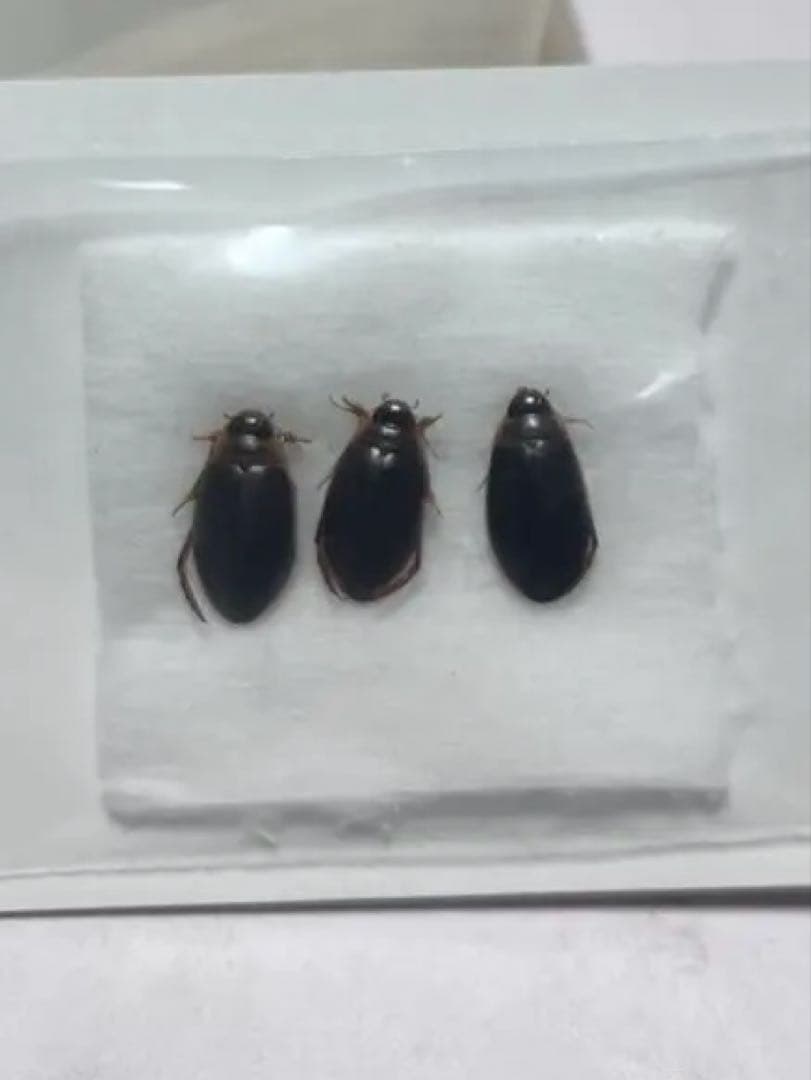 エゾヒラタヒメゲンゴロウ 3匹