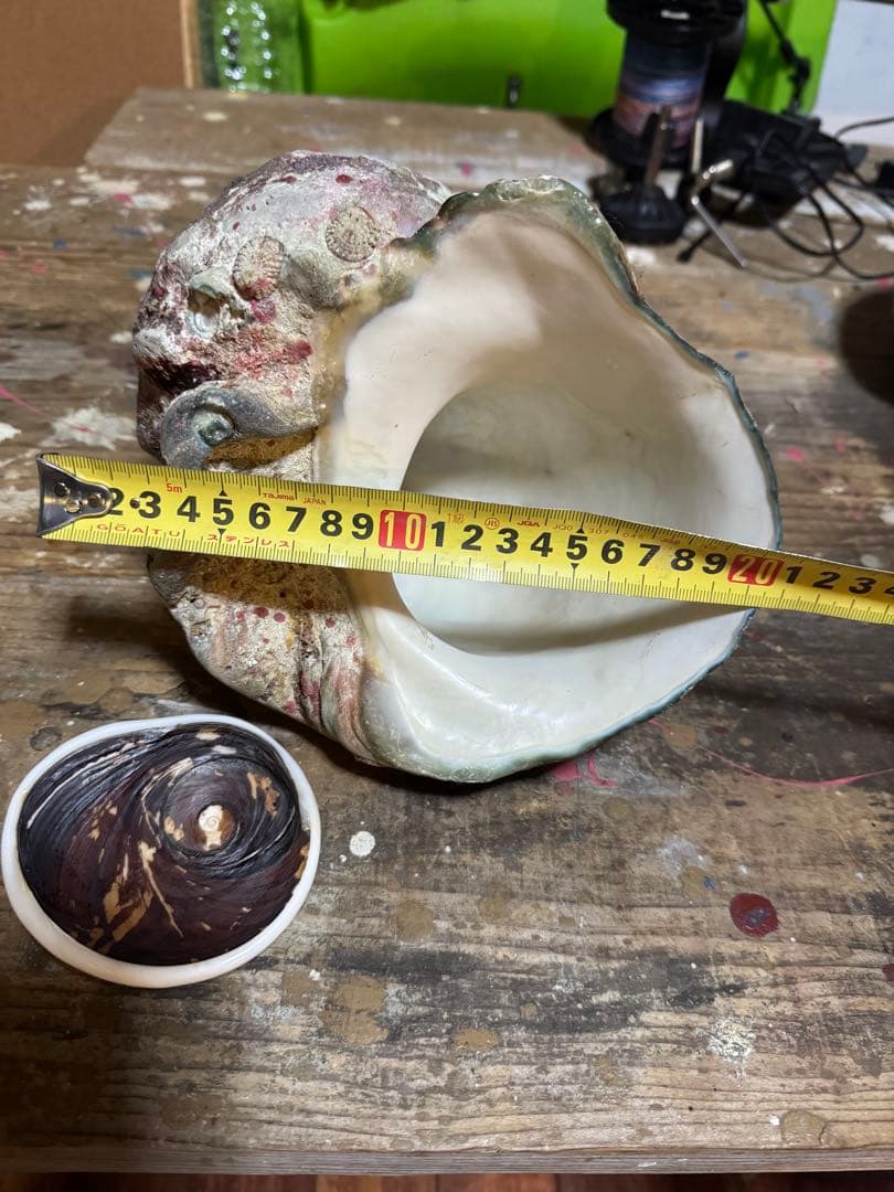 ⭐️特大夜光貝⭐️貝殻　約1.8kg ハンドメイド素材、置物等