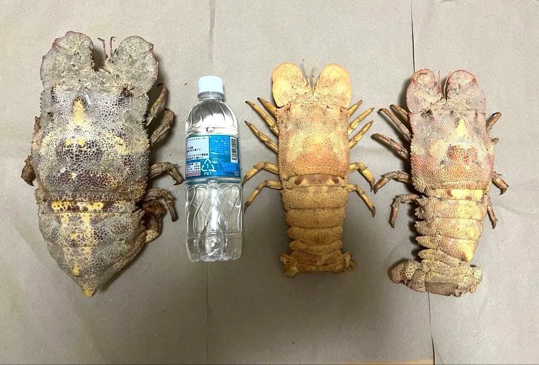 希少コブセミエビ2体とセミエビ剥製